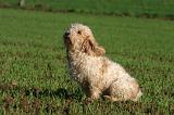 PTIT BASSET GRIFFON V.  031